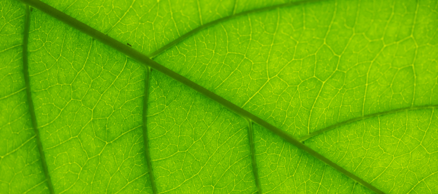 Chlorophyll – Der grüne Farbstoff des Lebens