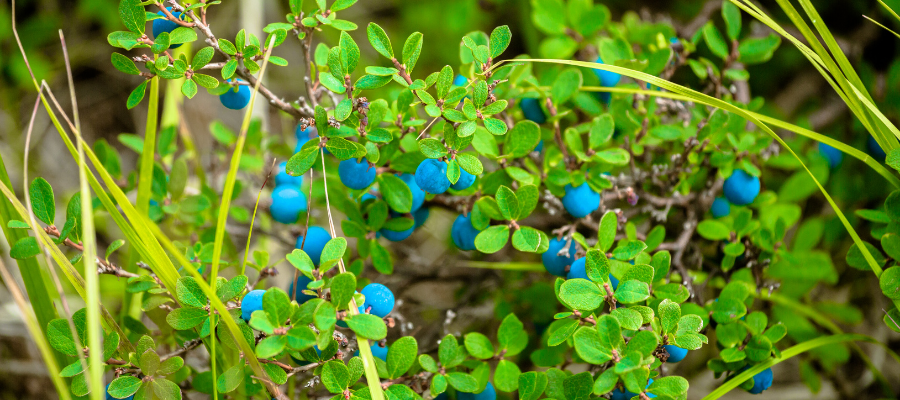 Wilde Blaubeeren - ein Anti-Aging Superfood durch Anthocyane